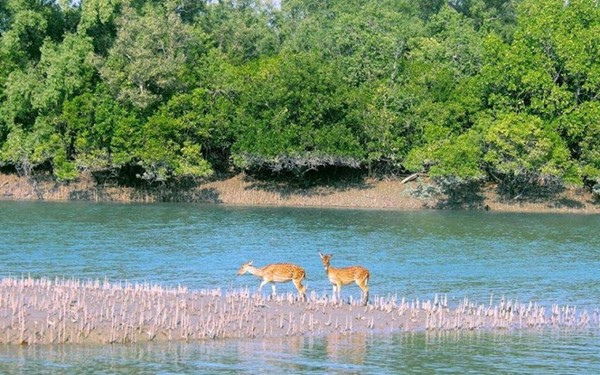 Sundarbans