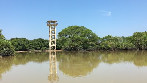 Photo of Ratargul Swamp Forest