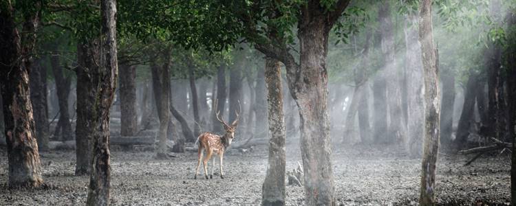 Sundarbans