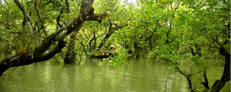 Ratargul Swamp Forest