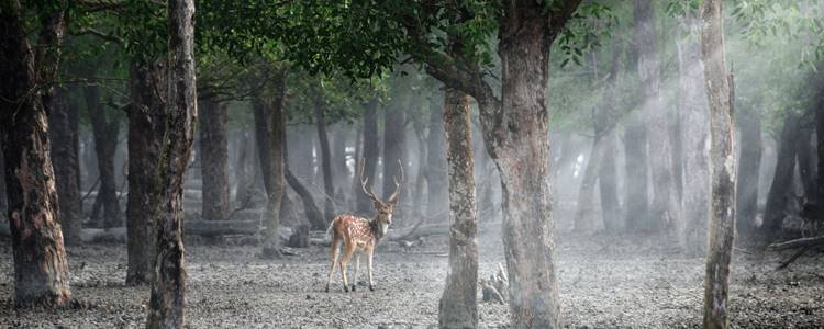 Sundarbans 